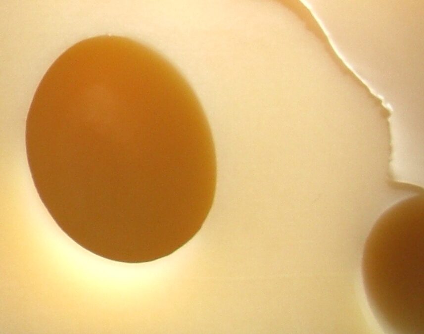 Emmental